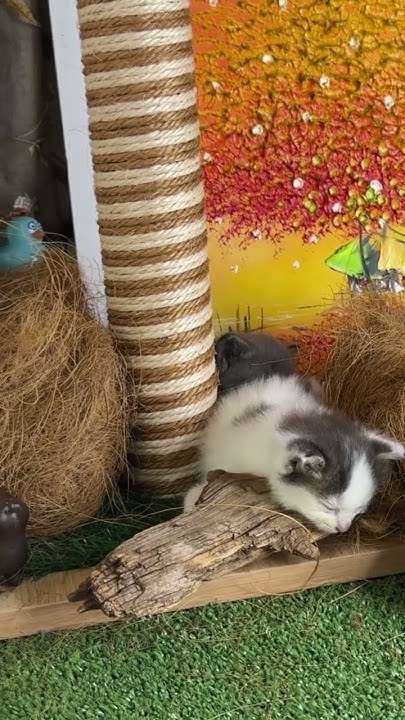 DO NOT TRIFLE WITH THE SLEEPING #KITTEN sleepy #cat can become very DO NOT TRIFLE WITH THE SLEEPING #KITTEN sleepy #cat can become very