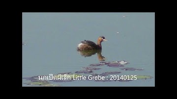 นกเป็ดผีเล็ก Little Grebe : 20140125