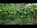 Passion fruit growing in Uganda