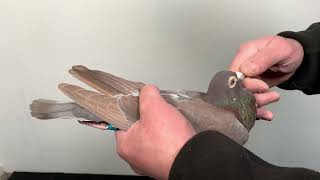 Meulemans choco 060
