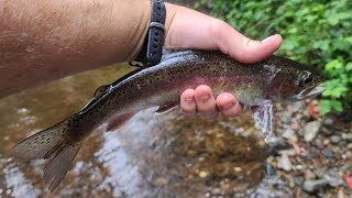 Trout Fishing At Woods Point Starring Blake by Noojee Bushgoods No views 8 minutes, 26 seconds