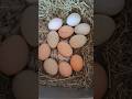 🥚 Ouă proaspete direct din cuibar, naturale și gustoase, culese cu grijă în fiecare zi 🐔🌿 #foryou
