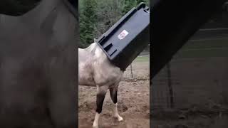 Download Lagu Hilarische paardenstreken die je gegarandeerd aan het lachen maken! #paard #grappigpaard MP3