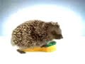 Spontex - Hedgehog Love