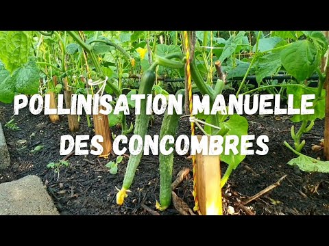 Vidéo: Concombres pollinisateurs à la main : conseils pour la pollinisation des plants de concombre