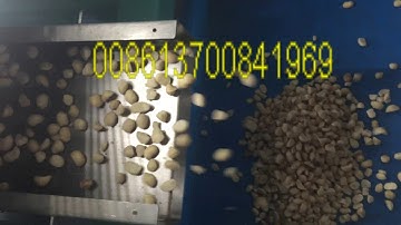 Color sorter of Macadamia,Nut in shell separator working video--008613700841969