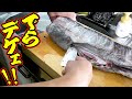 【バケモノ!!!】6.5kgの超巨大アナゴを捌いていく！！！