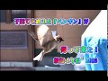Ep32 放鳥４年目・子育てを終えた「ペンギン」が帰って来た！