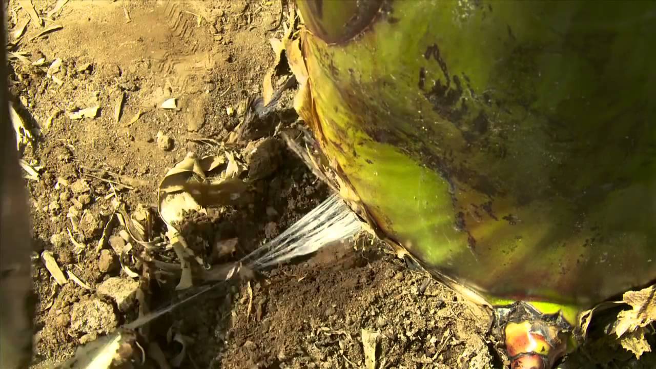Agrocabildo Tenerife: Deshijado de la platanera