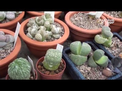Видео: Titanopsis Living Rock Информация – Как да отгледате растение за бижу