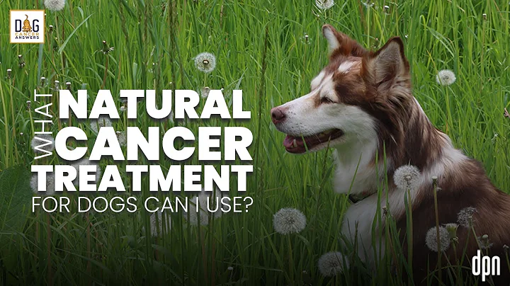 What Natural Cancer Treatment for Dogs Can I Use? ...