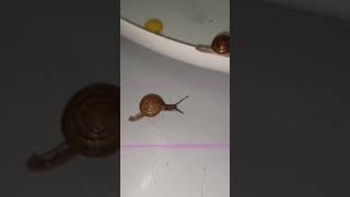 slug,#8 #shots #wildanimals #slugs #slugger  @yongsieutv-mo4ke