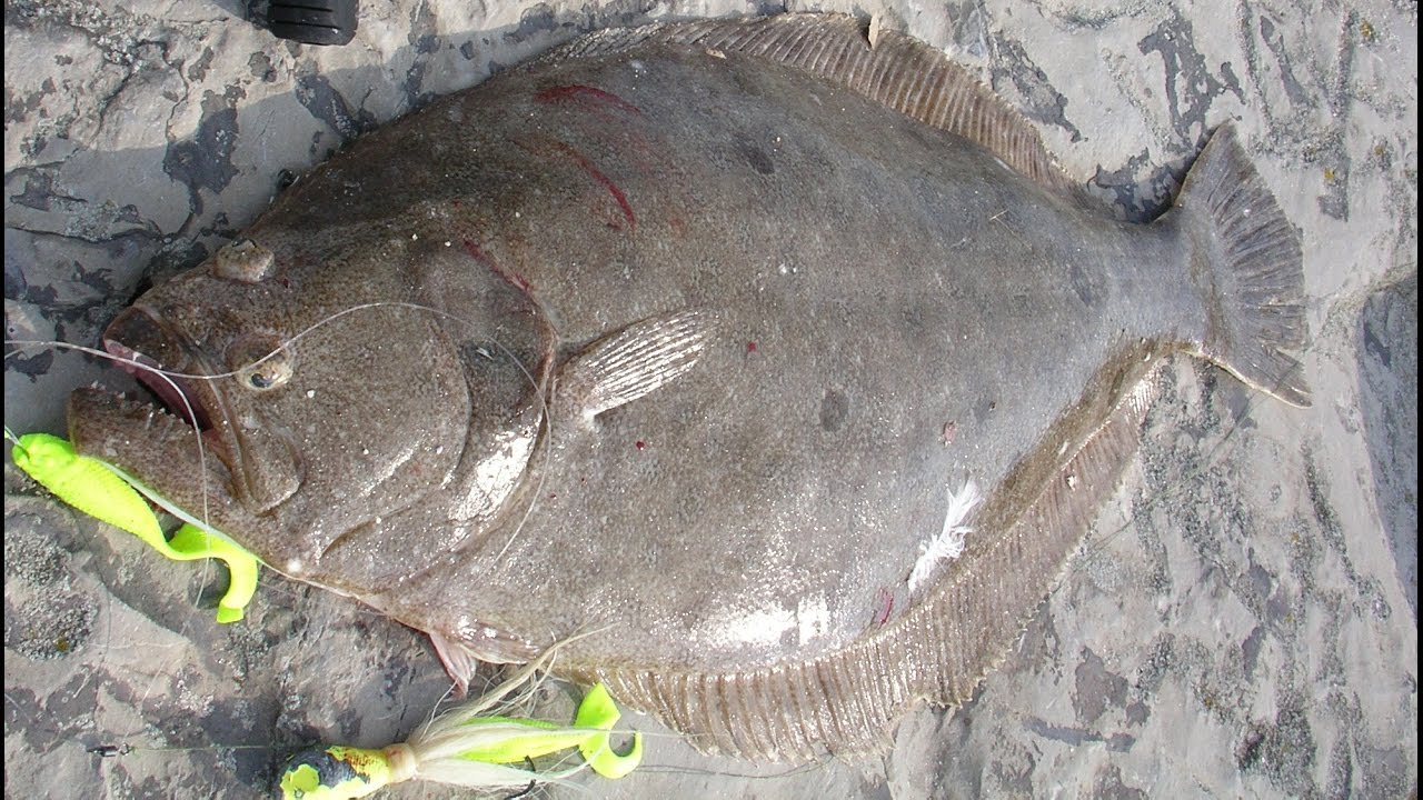 Inlet Flounder Fishing 6pound Fluke on the Rocks YouTube
