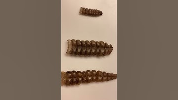 Can you tell the age of a rattlesnake from its rattle? It