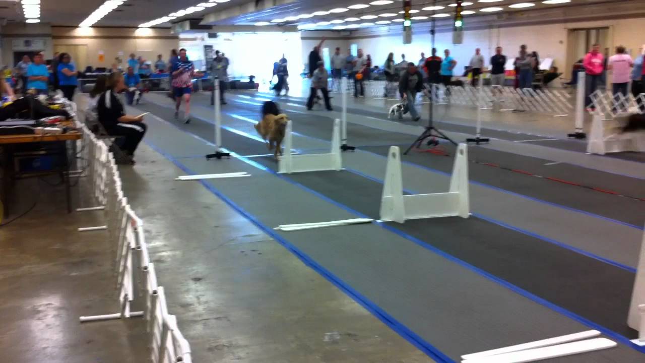 emma runs on dixie flyers 4 of 4 videos youtube dixie flyers flyball