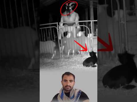 كائن واقف قد ام الغنم وكأنه يراقبهم والكلب يحاول يهاجم لكن شيء كان يردعه Duet Creepy