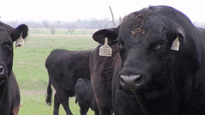 I Am Angus: Buford Ranch