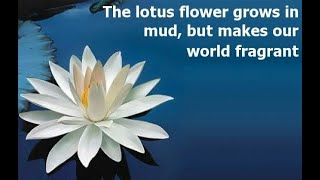 INSPIRATIONAL LIFE QUOTES | Life Quotes With LOTUS FLOWER Images