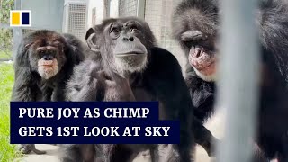 Emotional moment as chimpanzee sees open sky for first time after 28 years in captivity