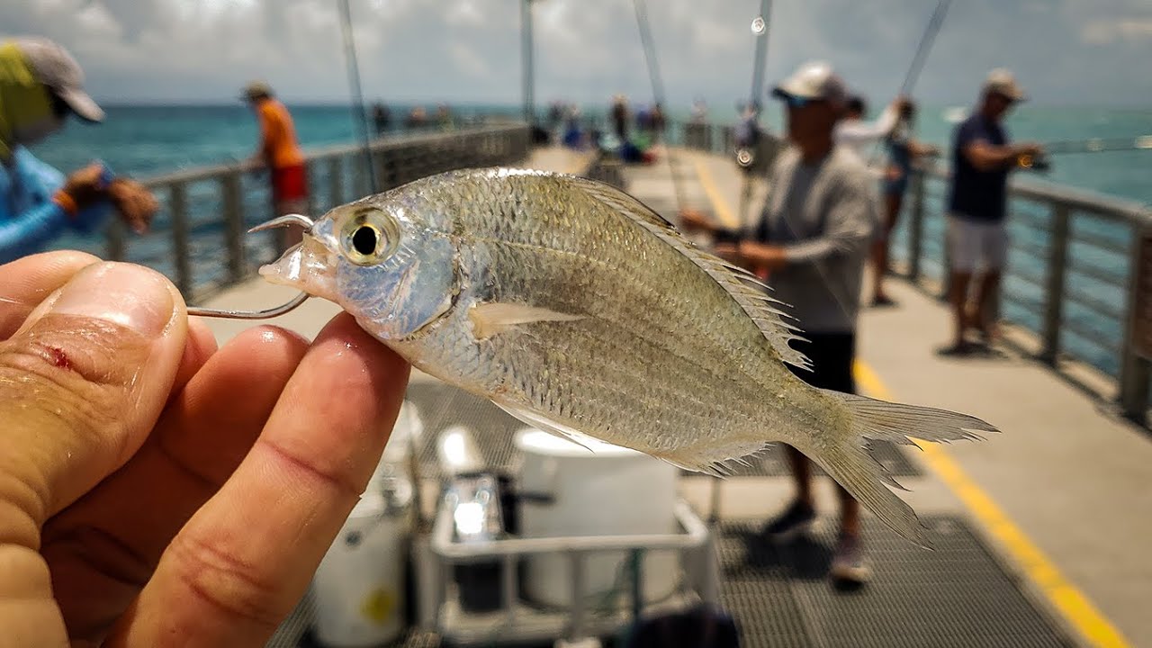 Fishing with the Perfect Bait Jetty Fishing YouTube