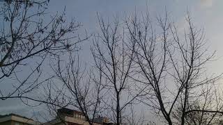 Kartal Anadolu Lisesi Ve Papağanları