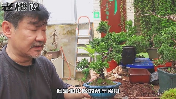3億華麗盆景爭鋒 真柏 獲首獎 Youtube 3億華麗盆景爭鋒 真柏 獲首獎 Youtube