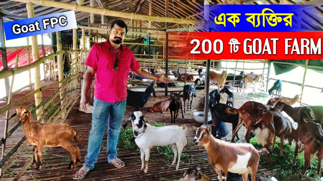 এক ব্যক্তিরই 200 টি GOAT FARM 🤔🤔 | GOAT FARMING in West Bengal | Goat