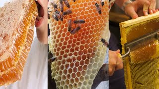 BEST HONEY COMPILATION | HONEYCOMB CUTTING | SATISFYING VIDEOS