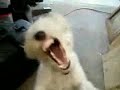 Death Metal Dog