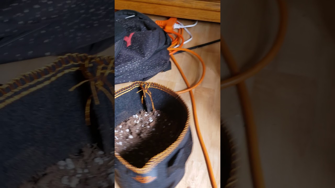 Transplanting From a Solo Cup to a 1 Gallon 