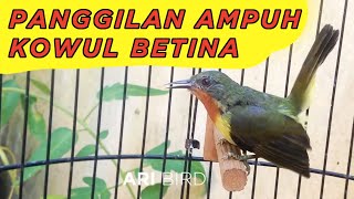 Suara kowul betina gacor memanggil jantan