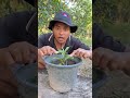 How to Grow Soursop Tree from Soursop Fruit | Easy Method to Produce More Fruit Fast