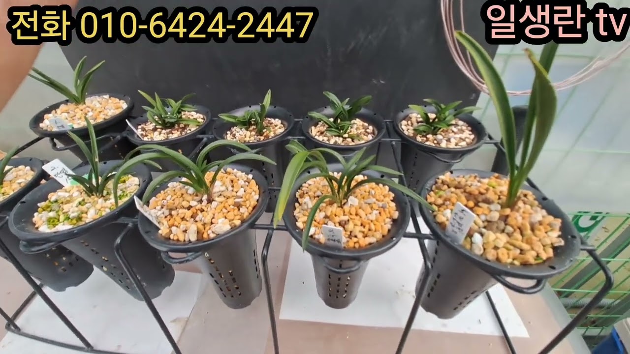 731. 명절맞이 단엽 대방출