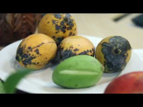 Video: Reconocer los síntomas de la enfermedad del mango - Aprenda a manejar las enfermedades del árbol del mango