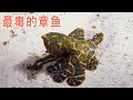 最危险的章鱼：蓝圈章鱼属