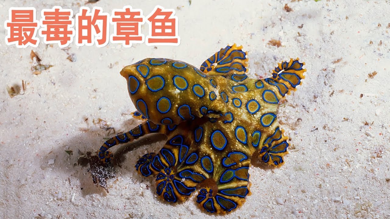最危险的章鱼 蓝圈章鱼属 Youtube