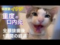 ［緊急保護］#13（再）瀕死だった『イケジ』全抜歯後1週間の経過！#猫#沖縄#野良猫