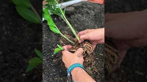 How we pack our Bare Root.