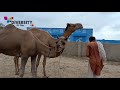 Camel beauty of thar desert  tharparkar camels  camel