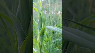 The Sweet Goatsbeard from the Field #หญ้าหวาน #Salsify #Goatsbeard #WildEdibles #Nature #Organic