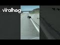 McAdoo Black Bear Crosses Road With Four Cubs || ViralHog