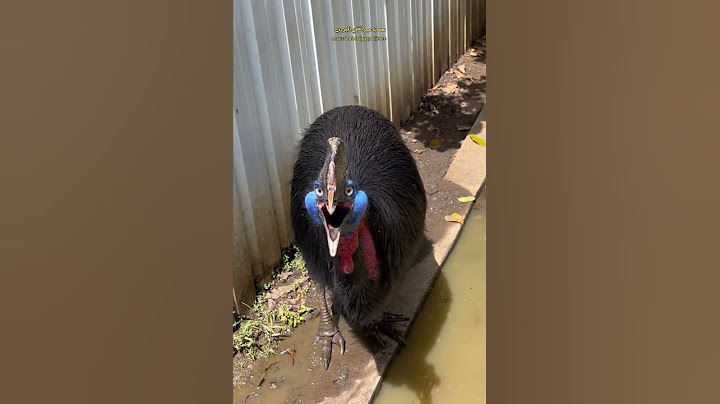 شاهد أخطر الطيور على وجه الأرض؟ #طائر #الكاسواري #شبنم #animals #bird #shortvideo #shorts #short