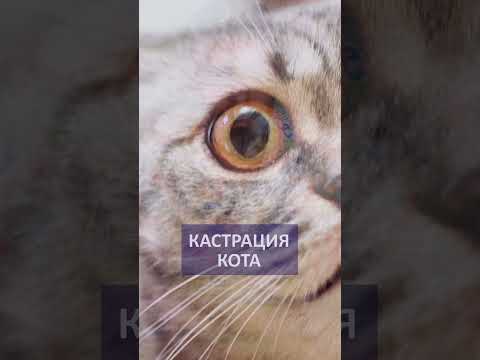 Когда лучше всего кастрировать кота