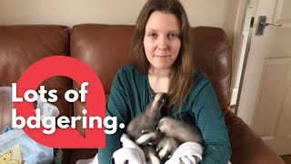 A wildlife rescue worker became a foster mum to FIVE orphaned baby badgers 🦡 | SWNS
