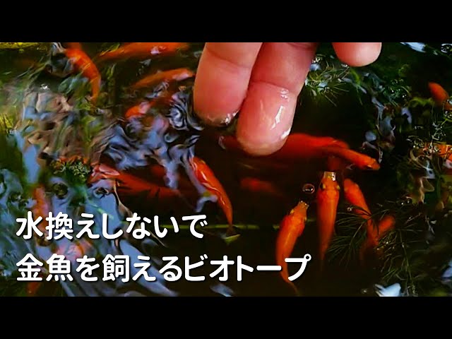 水換えの要らないビオトープ (室内ビオトープのはじめ方!容器 水換えの要らないビオトープ (室内ビオトープのはじめ方!容器