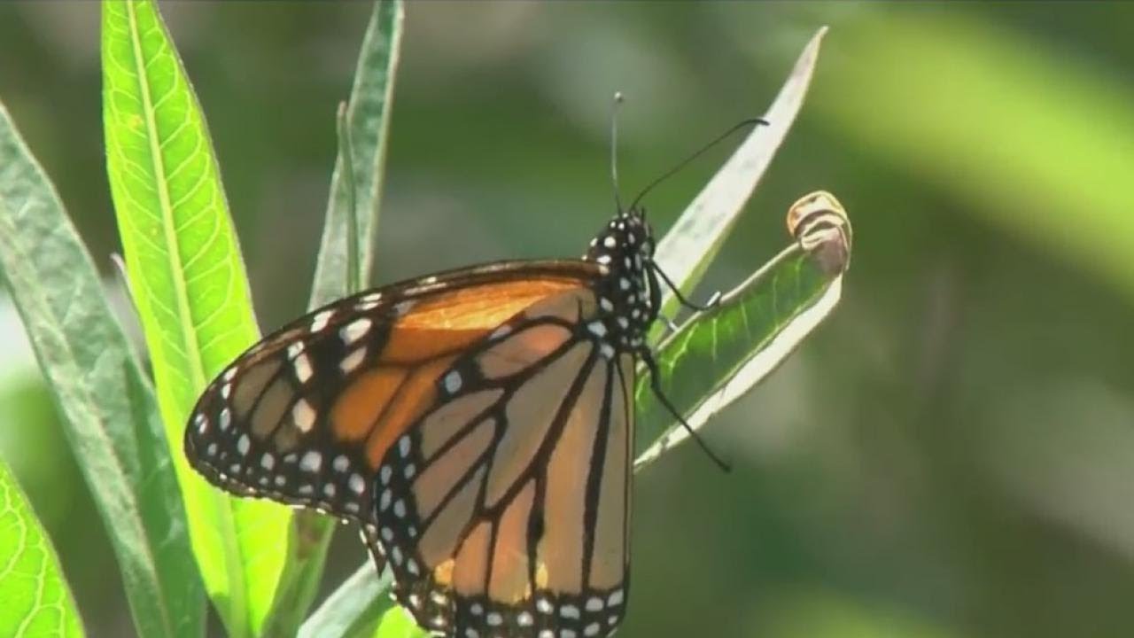 SAVE THE MONARCHS: Lakeland expanding its butterfly garden program ...