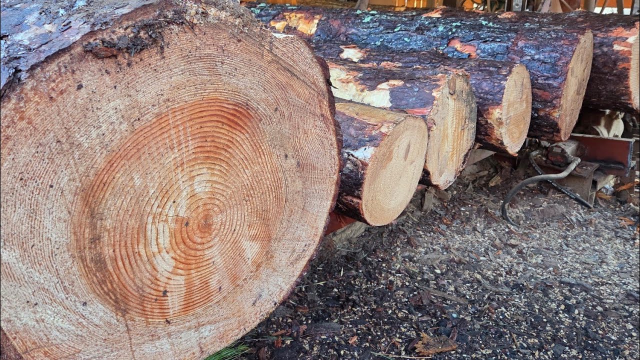 12ft pine sawing #233