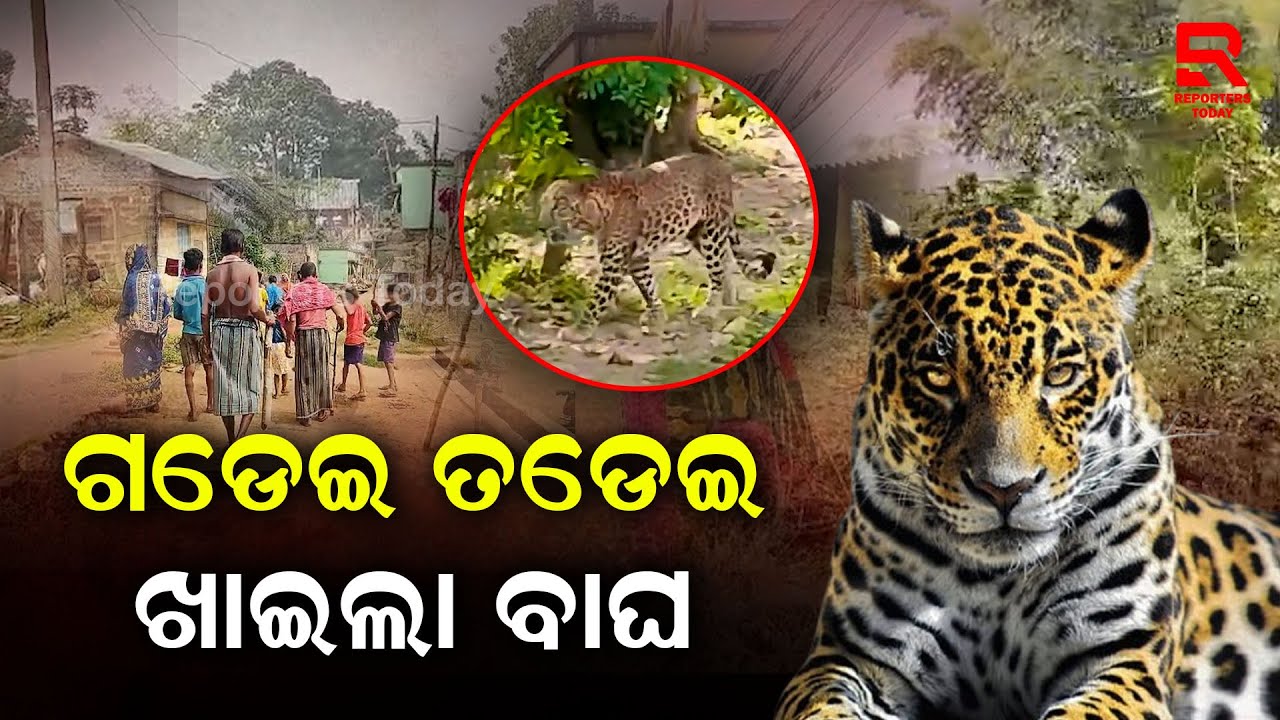 Leopard Attack In Nayagarh 2Villagers Injured । ଗାଁ ମଝିରେ ମଣିଷଙ୍କୁ ଗଡ଼େଇ ତଡେଇ ଖାଇଲା ବାଘ
