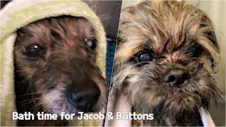 OC Animal Care - Bath time for Jacob and Buttons
