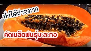 แนะวิธีคัดแยกและเก็บเมล็ดพันธุ์มะละกอฮอนแลนด์ไว้ปลูกเอง